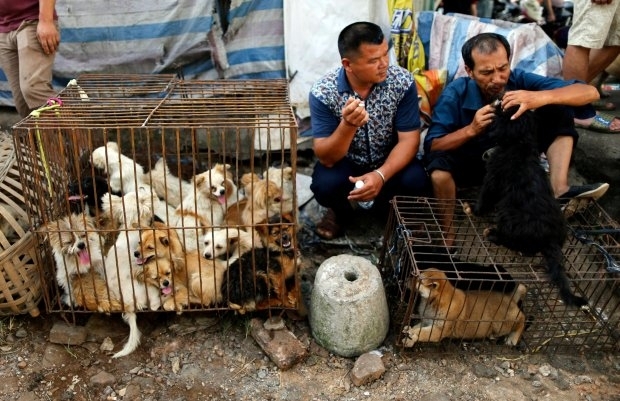 Тысячи собак были убиты в Китае во время фестиваля собачьего мяса