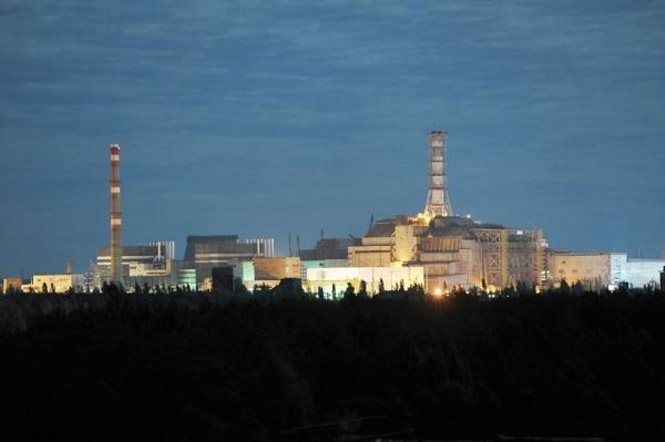 В Чернобыле высадили деревья, способные поглощать радионуклиды