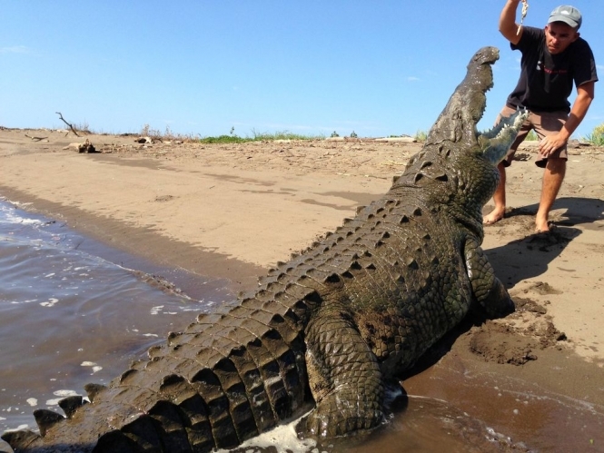 Заклинатель крокодилов из Коста-Рики 
