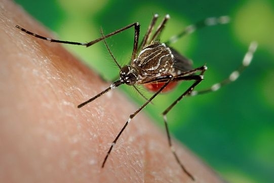 Українські комахи можуть потенційно переносити смертельний вірус Зіка, - МОЗ