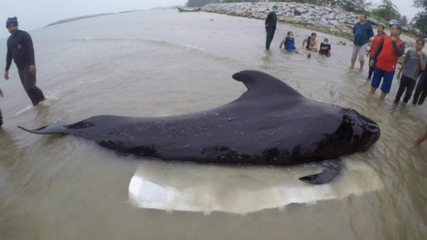 Чорний дельфін, який проковтнув 80 пластикових пакетів помер у Таїланді