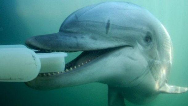 Україна виділяє кошти на їжу бойовим дельфінам, яких в неї немає, - Бірюков