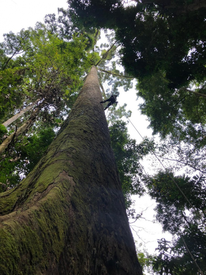 Дослідники виявили найвище у світі тропічне дерево