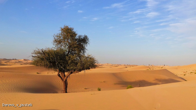 Как ни странно, но в Сахаре - самой пустыни мира - растут сотни миллионов деревьев
