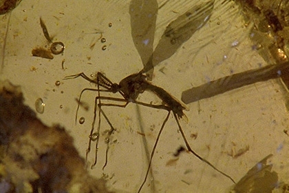Палеонтологи знайшли прототип комара з 