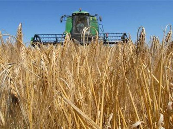 Цьогоріч зібрано рекордний за історію України врожай