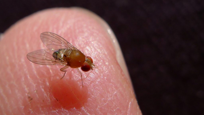 Ученые стерли долговременную память мухи, оставив ее в темноте