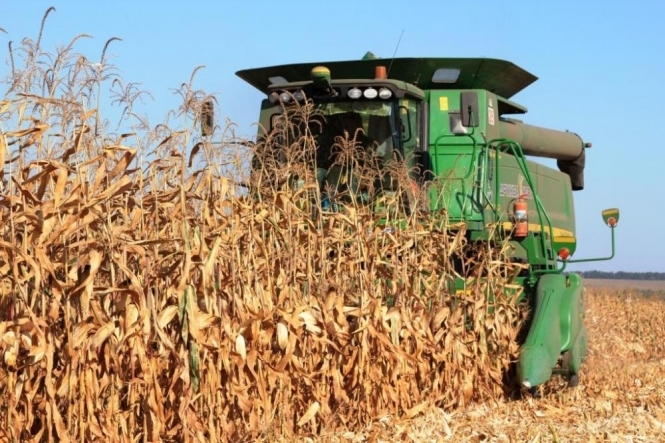 Кукурудза вперше стане основою зернового врожаю України
