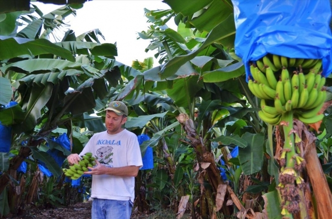 Як вирощують банани (фото)