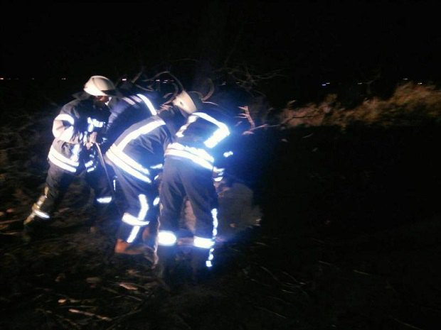 На Киевщине из-за падения дерева погибла женщина