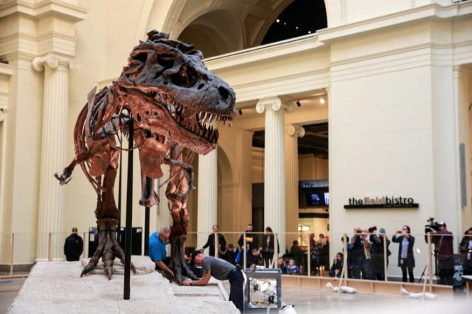 Ученые подсчитали, сколько тираннозавров ходило Землей за всю историю: в среднем 2,5 миллиарда