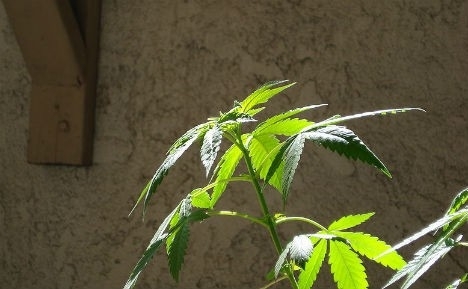 Каліфорнія легалізувала марихуану