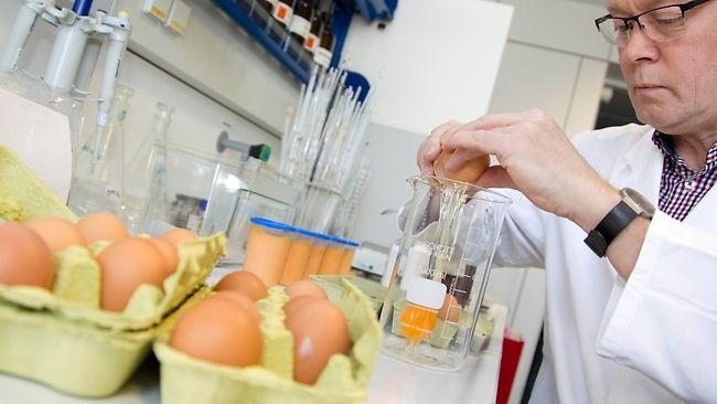 У Німеччині в курячих яйцях знову знайшли діоксин