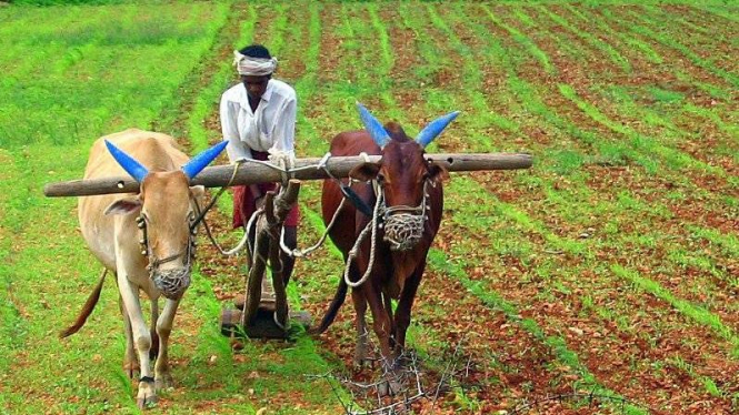 В Индии десятки тысяч фермеров протестуют из-за 