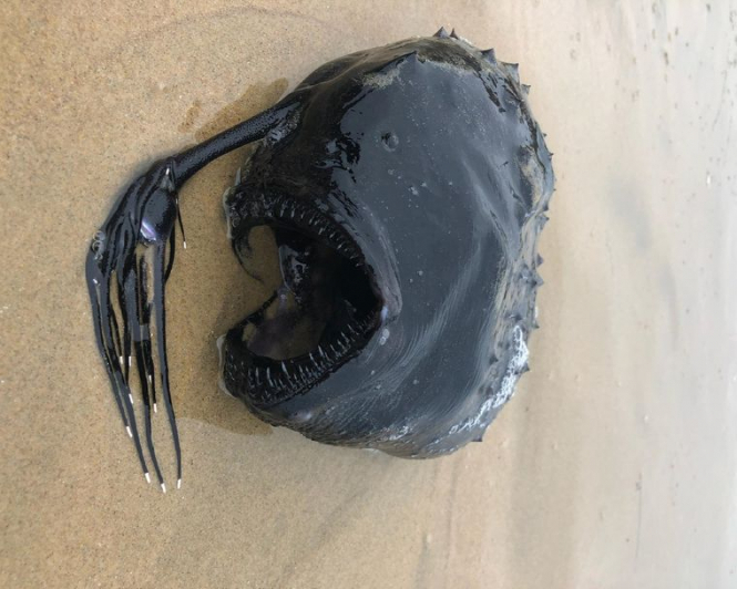 На пляж в Калифорнии вымыло редкую глубоководную рыбу из мультика 