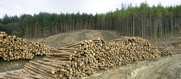 В Мінекономіки пропонують скасувати мораторій на експорт лісу