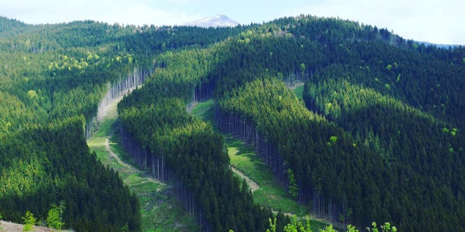 Найбільший у світі лісовий масив, схоже, скорочується