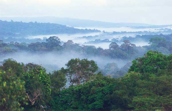 За почти 20 лет мир потерял тропических лесов площадью как Франция