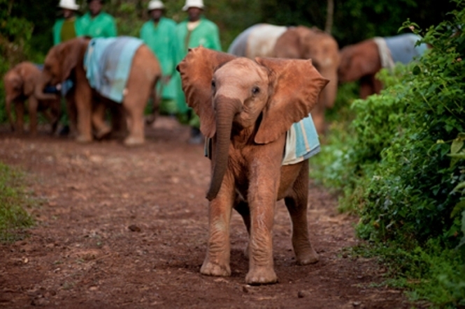 На Шрі-Ланці за 2019 рік померла рекордна кількість слонів