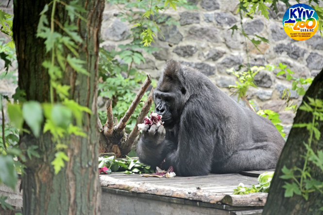 Єдина в Україні горила Тоні святкує 48-річчя