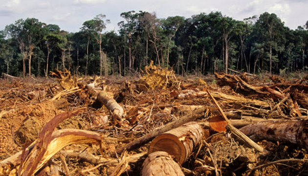 Вирубка лісів Амазонки досягла найвищого рівня за 15 років