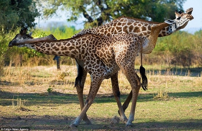  Танго двох жираф: вишукані 