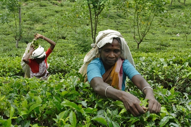 Як прогрес псує якість знаменитого індійського чаю Ассам