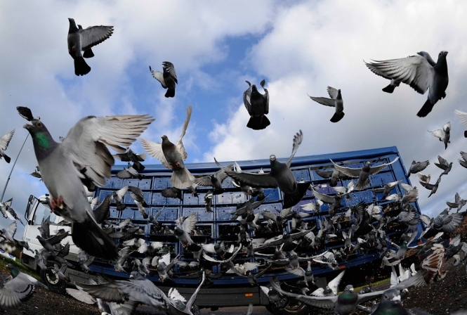 Московські голуби гинуть від небезпечної для людей хвороби