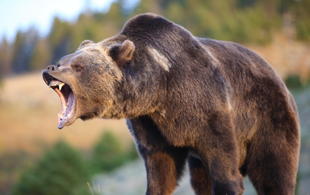 В Румынии думают, как решать проблему с нашествием бурых медведей