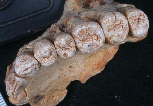 Ученые обнаружили окаменевшую челюсть, которая заставит переписать историю Homo Sapiens