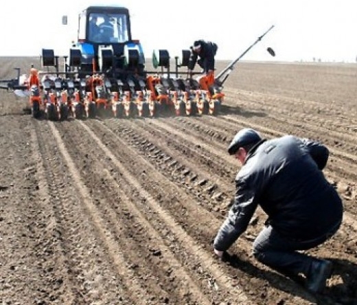 Українські аграрії засіяли 26% прогнозованої площі під озимі зернові
