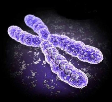 Впервые в истории ученым удалось полностью "расшифровать" человеческую Х-хромосому