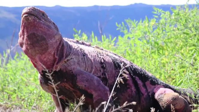 Дитинча рожевої ігуани, що знаходиться під загрозою зникнення, вперше побачили на острові Галапагос