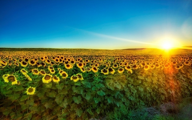 Україна збереже лідерство в експорті олії попри зниження врожаю соняшника