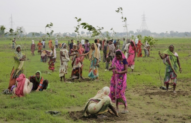 В Индии за сутки посадили почти 50 миллионов деревьев