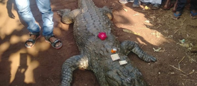 В индийской деревне устроили церемонию захоронения 130-летнего крокодила