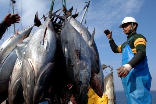 Риба з присмаком радіації: Японія дозволила рибалити поблизу АЕС 