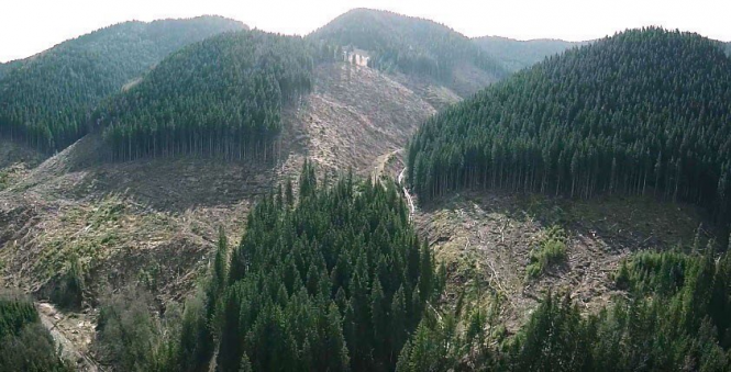 Порошенко подписал закон о запрете любых рубок в первобытных лесах