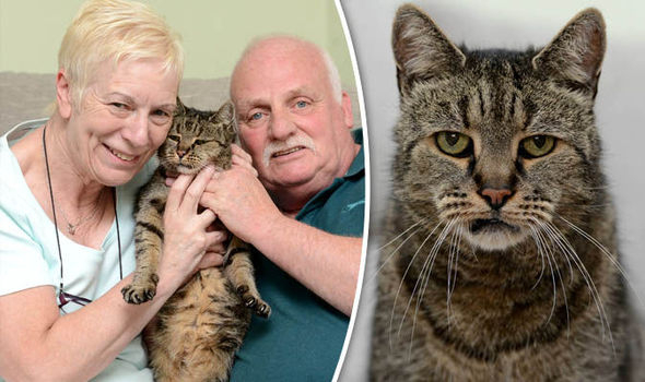 В Британии умер самый старый кот в мире - ВИДЕО