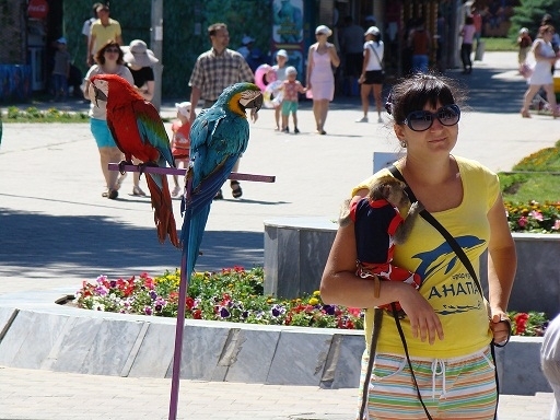 У Криму пропонують саджати за фото з тваринами  