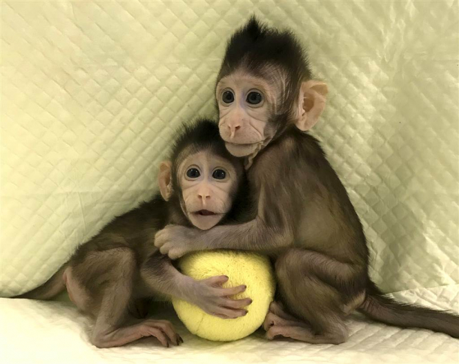 В Китае ученые впервые клонировали приматов