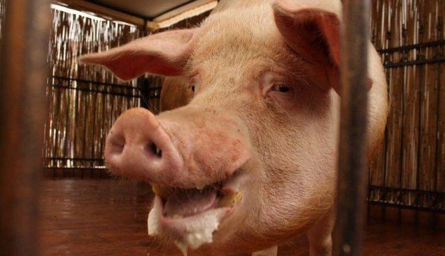 У Харкові оголосили карантин через африканську чуму свиней