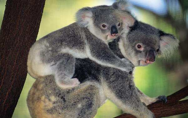 В Австралії коал у дикій природі 