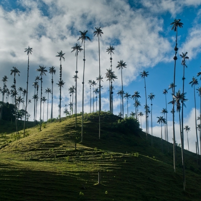 Візитівка Колумбії: Кокора – долина найвищих у світі пальм (фото)