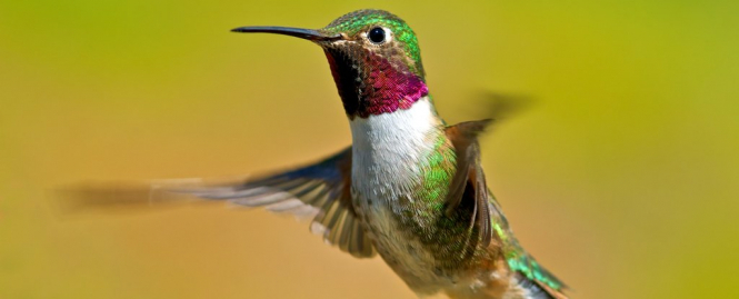 Колибри видят неизвестные человеку цвета - исследование