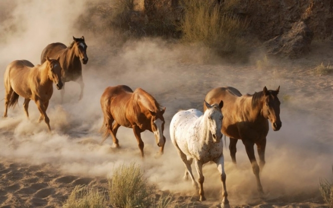 В США хотят убить 45 тыс диких лошадей для расширения пастбищ