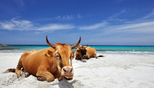 На Корсике бродячие коровы выгоняют отдыхающих с пляжей