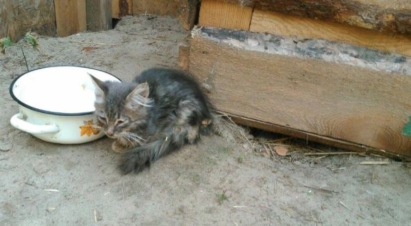 У лісі під Києвом знайшли майже сотню замордованих кошенят: лише 39 живих, - фото