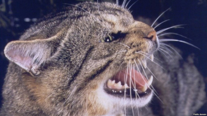 В Австралии объявили войну диким кошкам: планируют убить двух млн особей