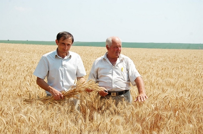 Зернотрейдери проситимуть уряд збільшити ліміт на експорт пшениці